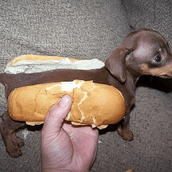 $SAUSAGE