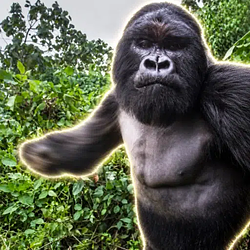 APE