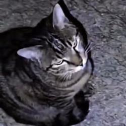 MOGCAT