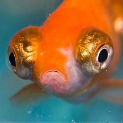 goob