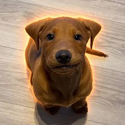 Duke