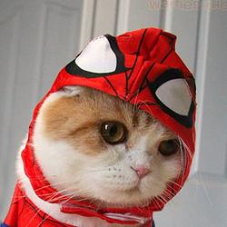 WEBS
