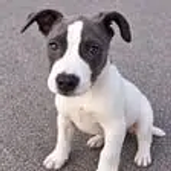 Trooper