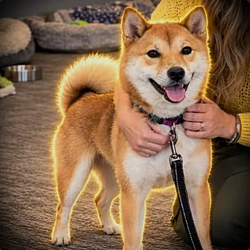 Elons Dog