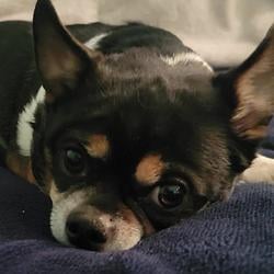 Chappy Chihuahua logo