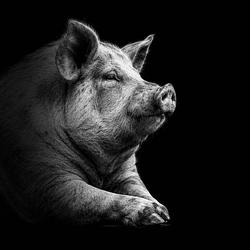 Pig