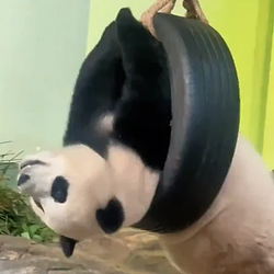 梅朱