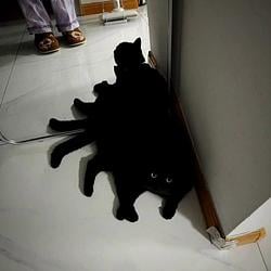 SpiderCat / SOL