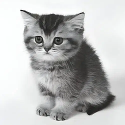 GKITTEN
