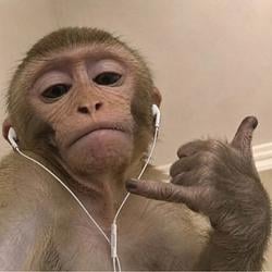 MONKEY