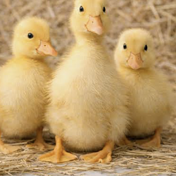 DUCK