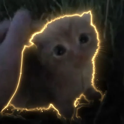 (ᵔ ᵕ ᵔ) / SOL