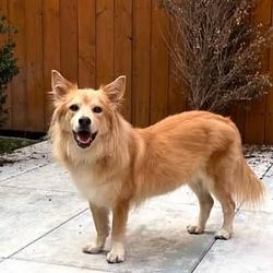 Simon