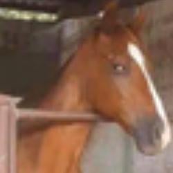 stable