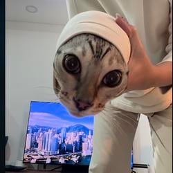 ROLL CAT