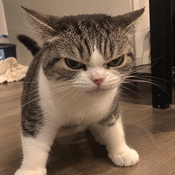 MADCAT