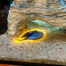 DORY