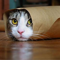 PURRITO