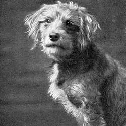 Fritz