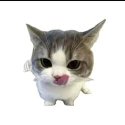 DripCat