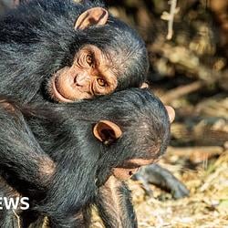 Apes / SOL