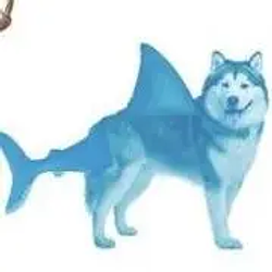 SHARK / SOL