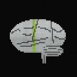Cortex