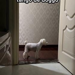 DOGGO / SOL