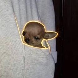 DIP