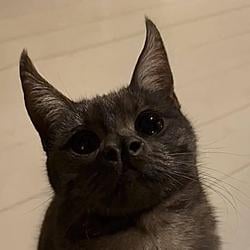 BATCAT / SOL