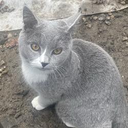 $CAT