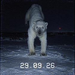 BEAR29