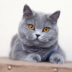 Meow / SOL