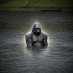Gorilla / SOL