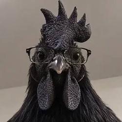 BlackCock
