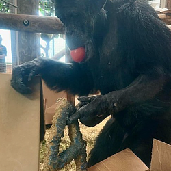 APEWIFAPPLE