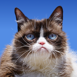 Grumpy Cat logo