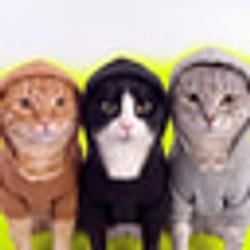 HOODCATS