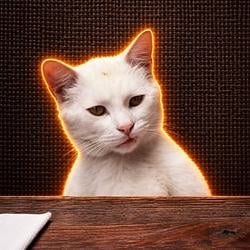 Mog / SOL