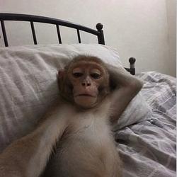 monkey