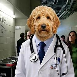 DOGTOR