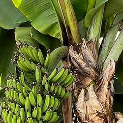 BANANA