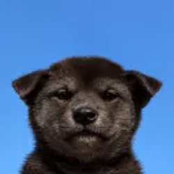 NiggerInu