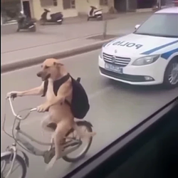 RUN DOG