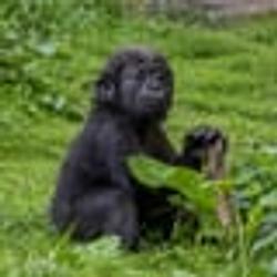 Bongo