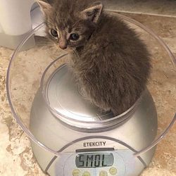 SMOL / SOL