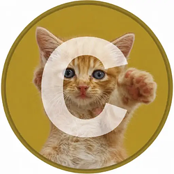 CATE / USDC