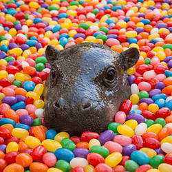 JELLYBEAN logo