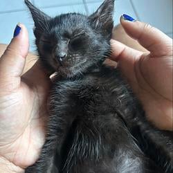 TICO