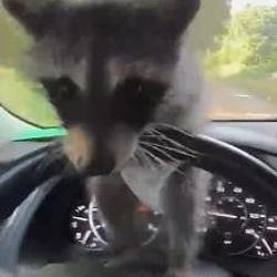 DASHPANDA